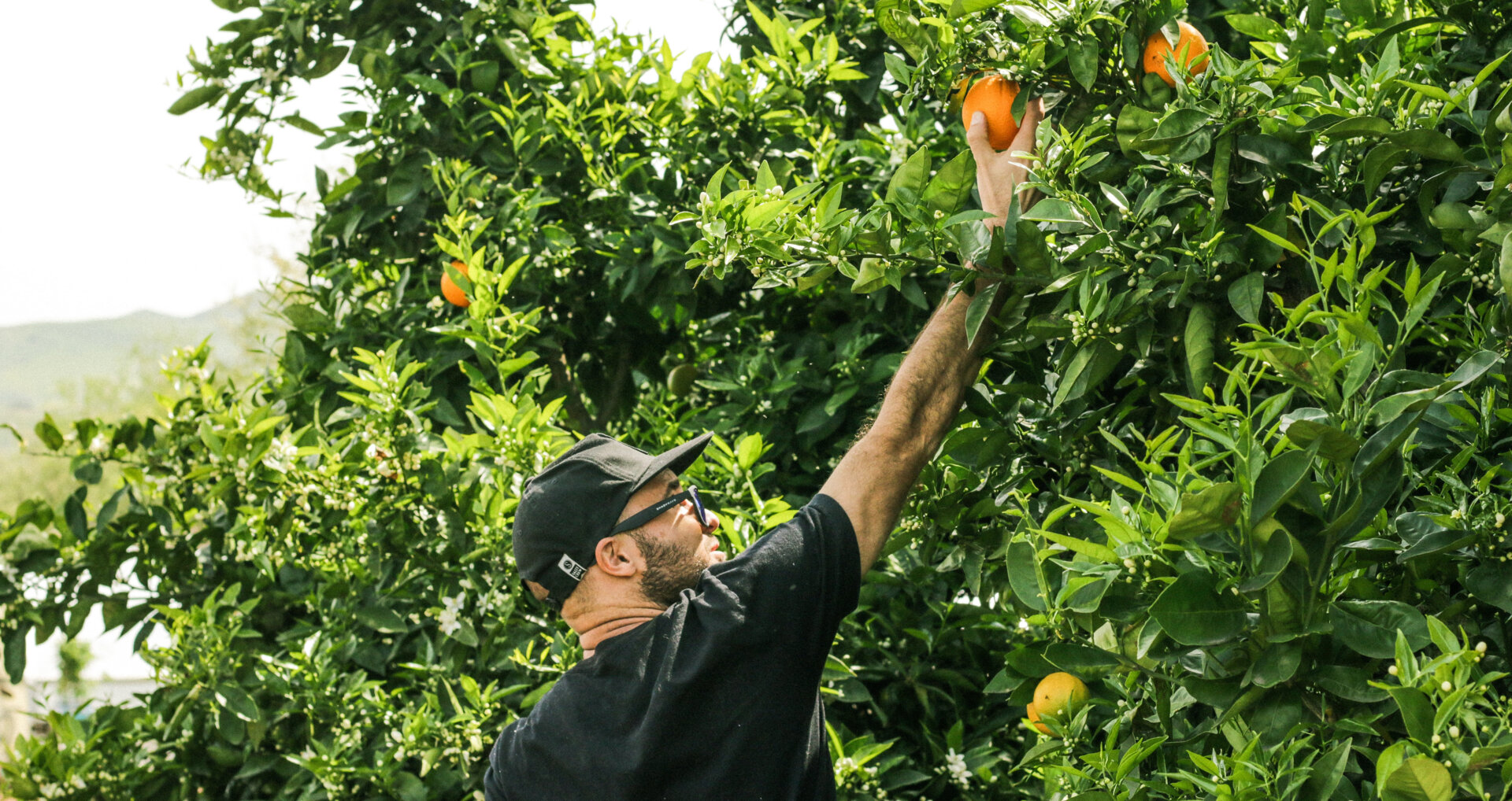 La filiera agroalimentare italiana